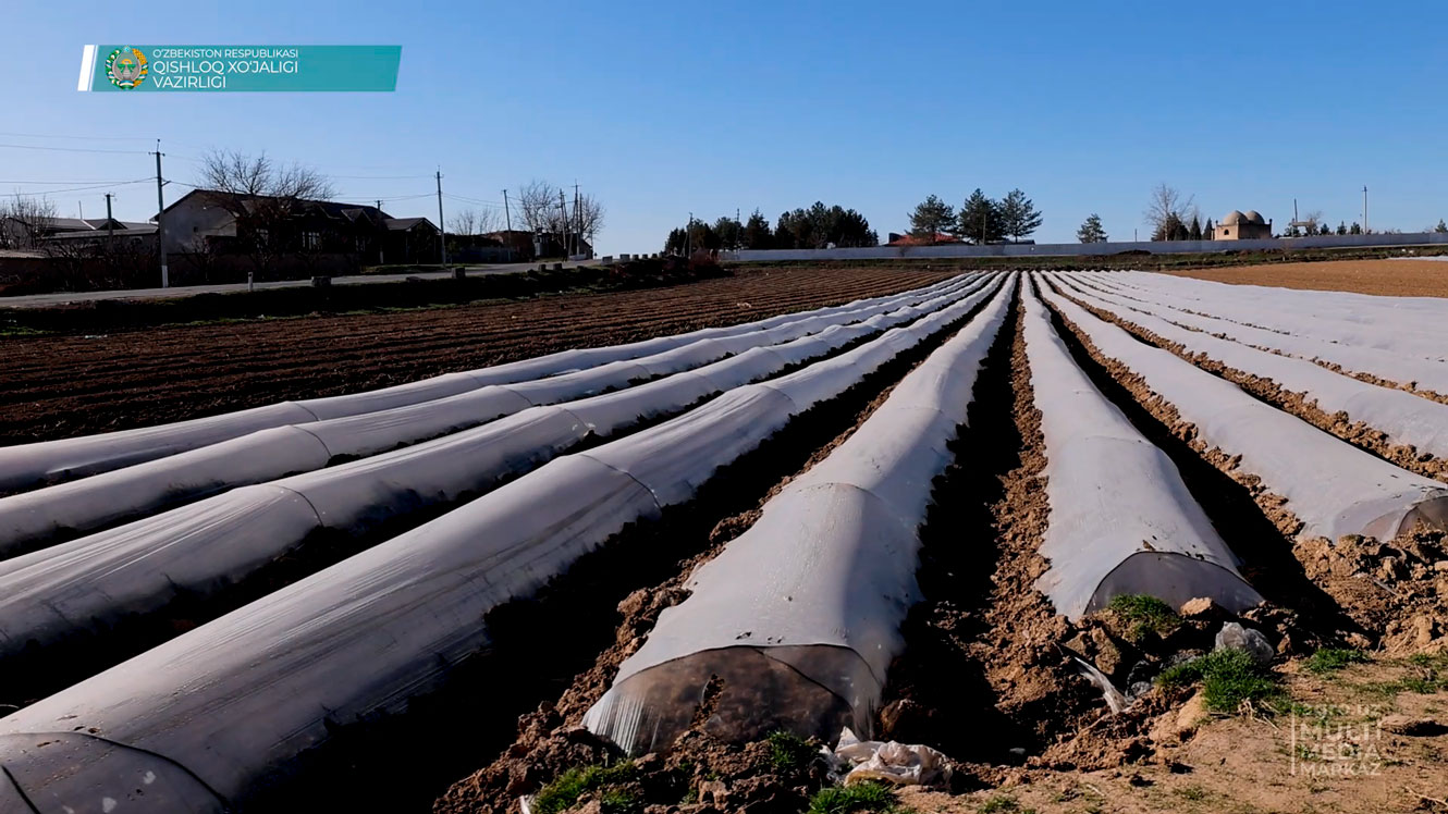 Преимущества временного выращивания овощей под пленочными тоннелями -  AGRO.UZ