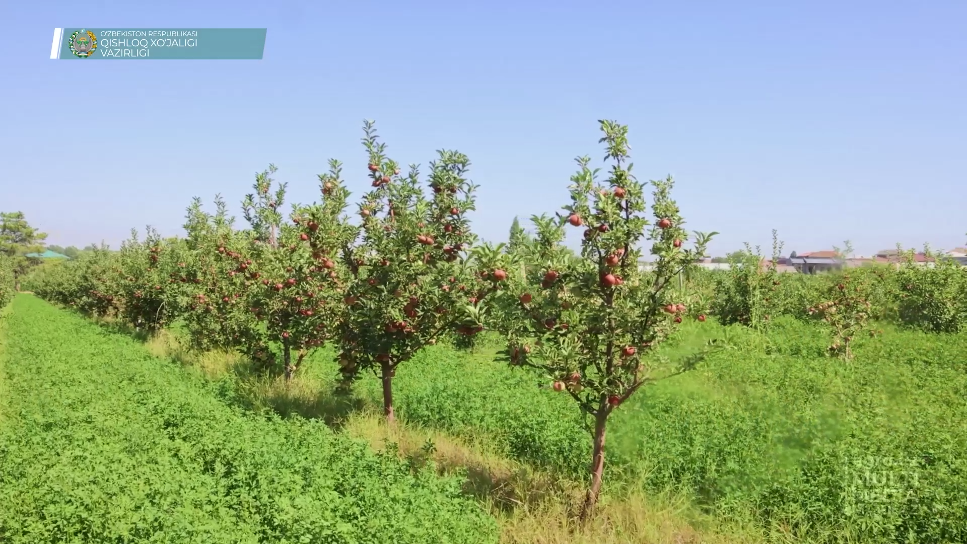 Интенсивные сады в Узбекистане