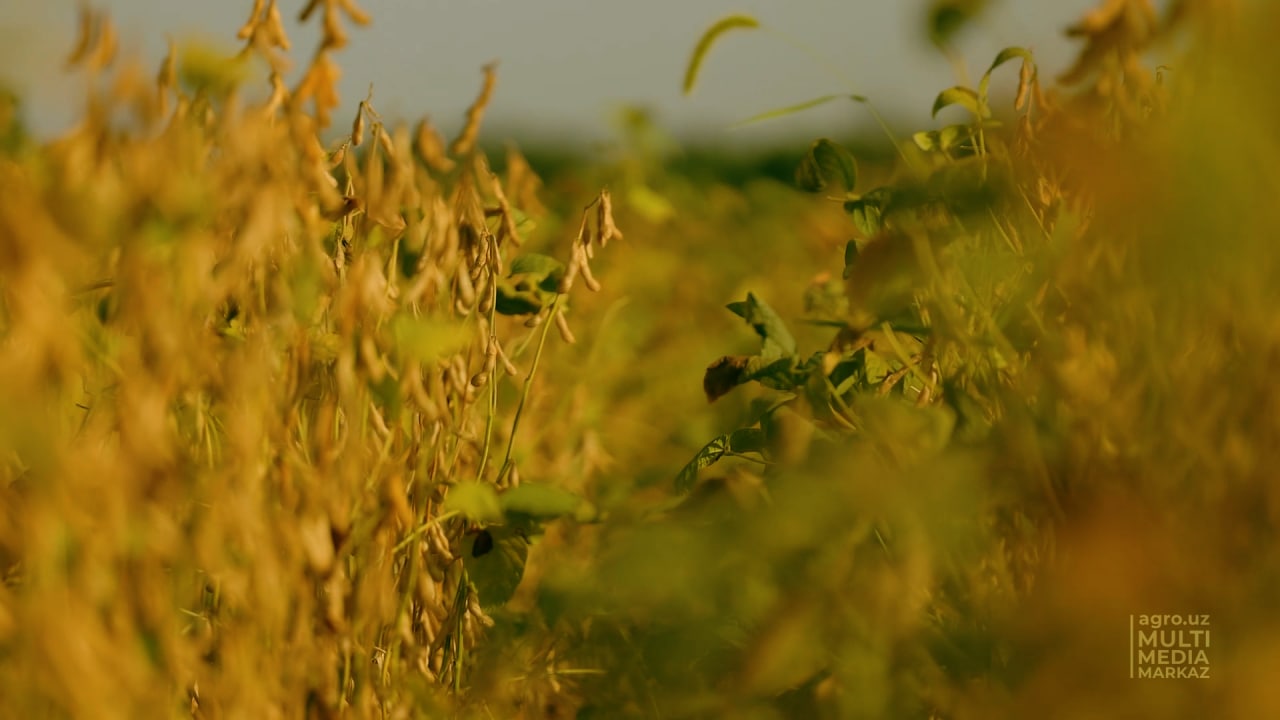 Crop agro uz. Растительность пастбища. Охрана растительности лугов и пастбищ. Утро Степная трава. Луг мелкотравье.