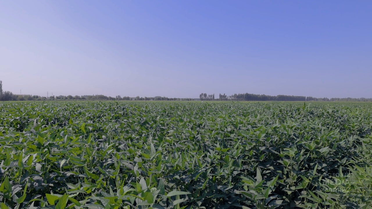 Crop agro uz. Кишлок экинлари. Сорт сои Припять. Soya navlari. Наманганские Сирдарё.