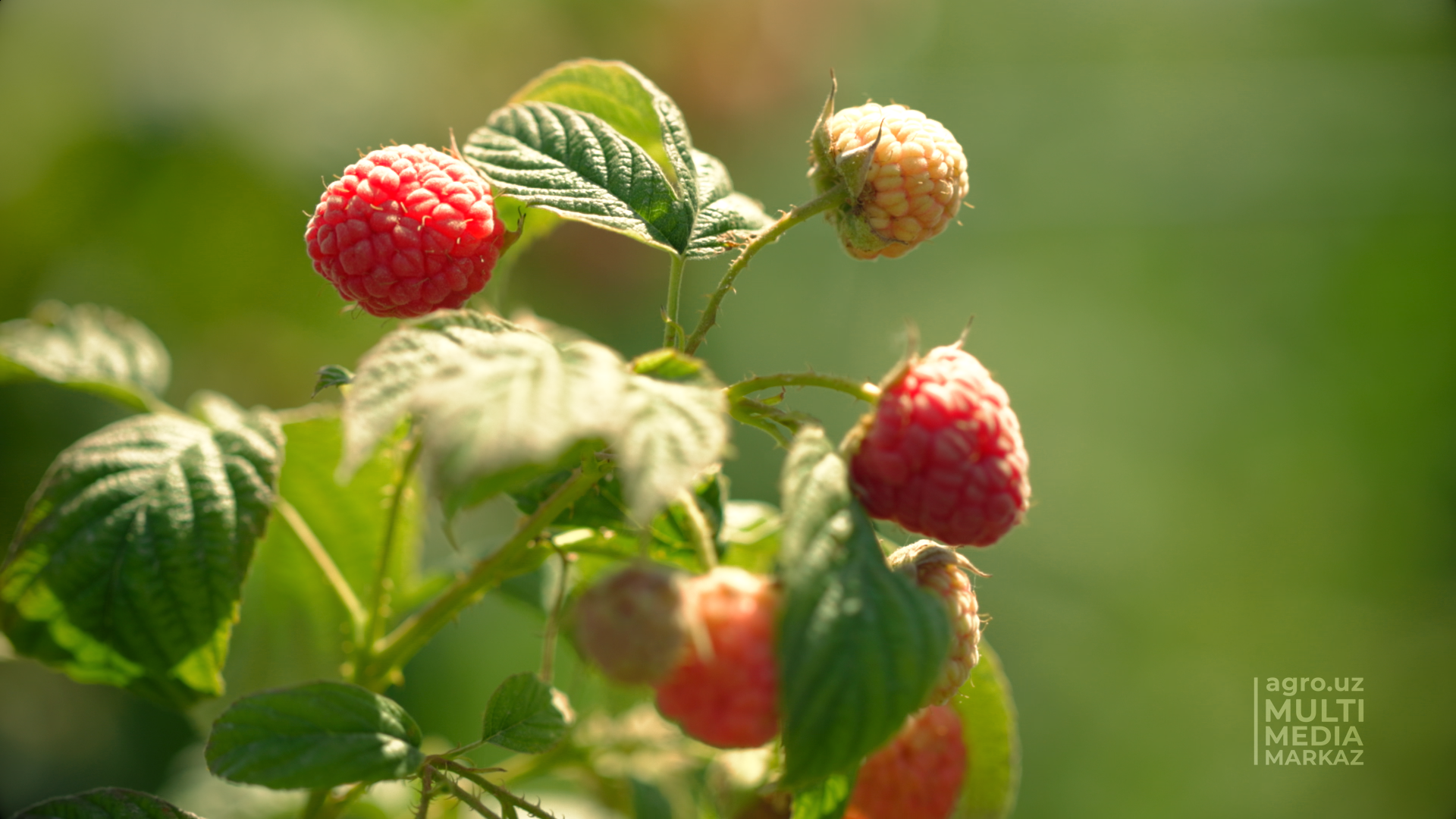 САМАЯ АДАПТИРУЕМАЯ К ВНЕШНЕЙ СРЕДЕ ЯГОДА – МАЛИНА - AGRO.UZ