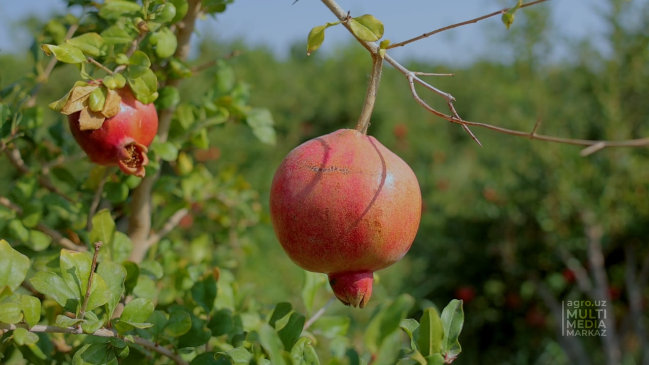 ГРАНАТЫ В УЗБЕКИСТАНЕ: КАК ВЫРАЩИВАЮТ, КАКИЕ СОРТА И ЧЕМ ОНИ ПОЛЕЗНЫ -  AGRO.UZ