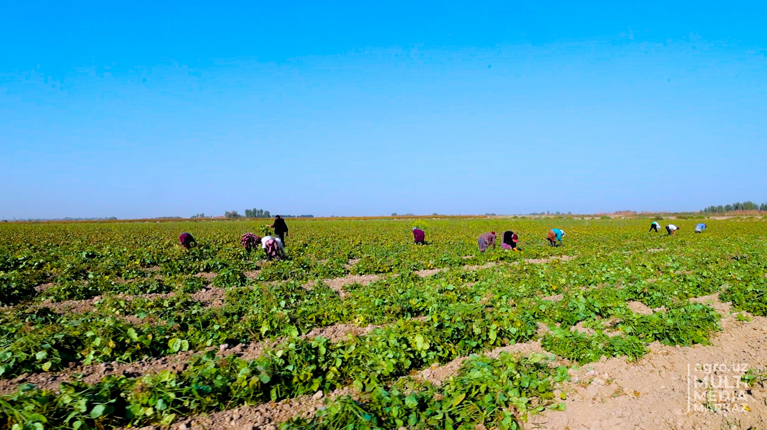 КАК У НАС ВЫРАЩИВАЮТ, УХАЖИВАЮТ И СОБИРАЮТ МАШ - AGRO.UZ