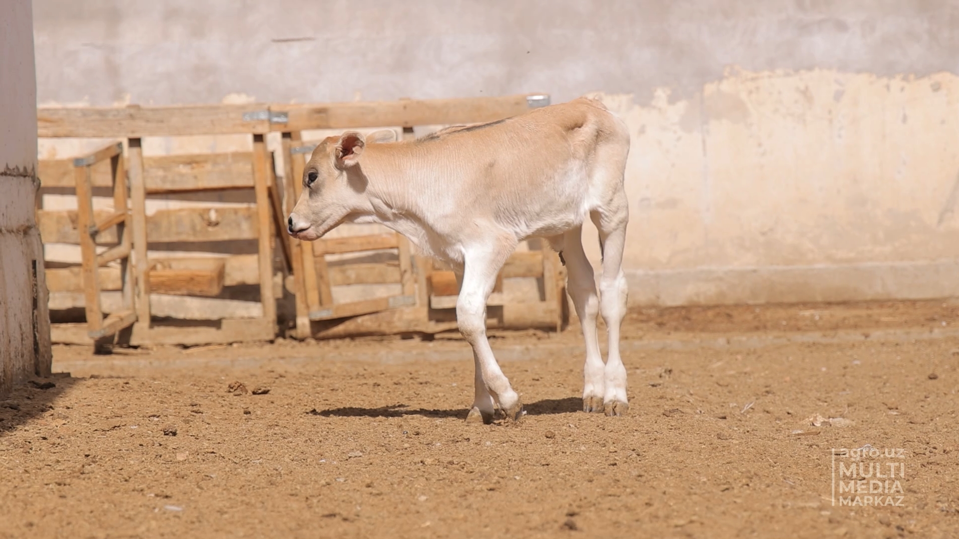 ЖИВОТНОВОДСТВО СТАНОВИТСЯ ДРАЙВЕРОМ СЕЛЬСКОГО ХОЗЯЙСТВА - AGRO.UZ